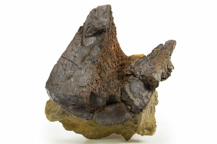 Fossil Dinosaur Appendage Bone in Sandstone - Wyoming #331103